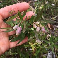 Image result for Apple berry Plant