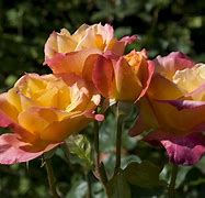 Image result for Hybrid Tea Roses Esmeralda