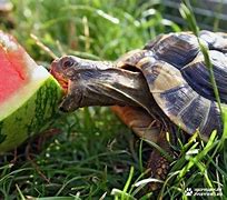 Image result for Leatherback Turtle Eating Watermelon