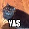Image result for Yas Queen Cat Meme
