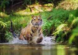 Image result for Siberian Tiger Hunting Prey