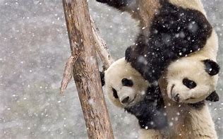 Image result for Cute Baby Panda Snow