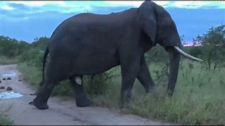 Image result for Largest Elephant On Record