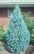 Image result for Dwarf Columner Apple Tree