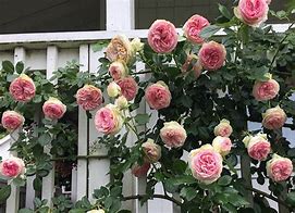 Image result for Climbing Rose Flower