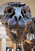 Image result for Biggest Dinosaur Head