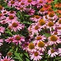 Image result for Flowers Perennial