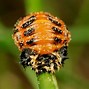 Image result for Most Unusual Insects