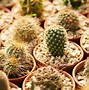 Image result for Types of Cactus