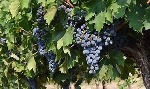 Image result for Red Spots On Grape Leaves