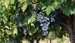 Image result for Jesus Vine and Branches