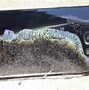 Image result for Samsung Galaxy Note7 Fire