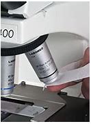 Image result for Oil Immersion 100X