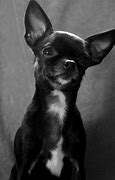Image result for Tan Chihuahua Puppies
