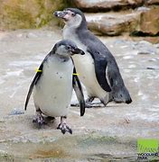 Image result for Woodland Park Zoo Penguins