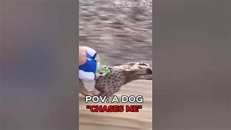 Image result for Baby Riding Cheetah Meme