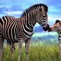 Image result for Cute Baby Zebra