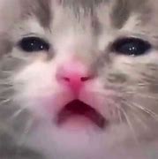 Image result for Sad Cat Memes Without Text