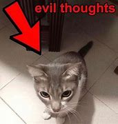 Image result for Mischievous Kitten Meme