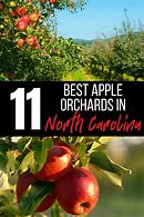 Image result for Apple Picking Farms Near Boone NC