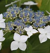 Hydrangea macrophylla Lanarth White కోసం చిత్ర ఫలితం
