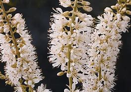 Image result for Clethra alnifolia Vanilla Spice