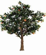 Image result for Jonathan Apple Tree Sapling