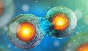 Image result for Cancer Cell Mitosis