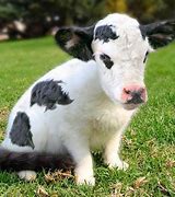 Image result for Baby Cow Side View