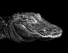 Image result for North American Alligator