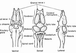 Image result for Animal Brain in Cranial Cavity