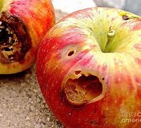 Image result for Rotten Carmel Apple