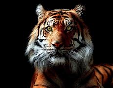 Image result for 8K Tiger Wallpaper