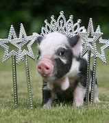 Image result for Smallest Pig in the World