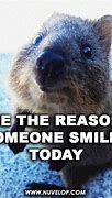 Image result for Awesome Animal Meme