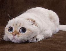 Image result for Cute Cats Doing Funny Things