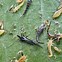 Image result for "citrus-thrips"