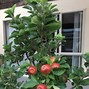 Image result for Apple Tree House Plant