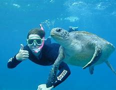 Image result for Snorkeling with Turtles