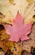 Image result for Maple Leaf iPhone Wallpaper