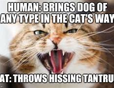 Image result for Hissing Cat Meme
