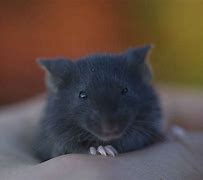 Image result for Cute Black Baby Mouse