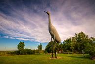 Image result for World's Largest Sandhill Crane