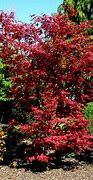 Image result for Purple Ghost Japanese Maple Tree