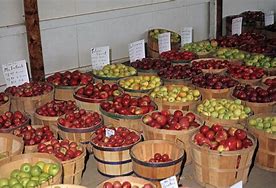 Image result for Small Apple Varieties