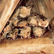 Image result for Bats On Roof