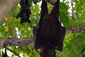 Image result for Dead Bat