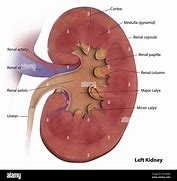 Image result for Left Kidney Calix