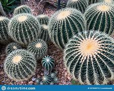 Image result for Golden Barrel Cactus in Desert