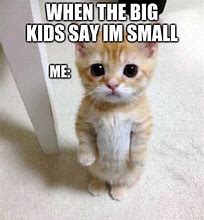 Image result for Small Kitten Meme